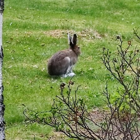 Villa Niki Telataipale Eksteriør billede